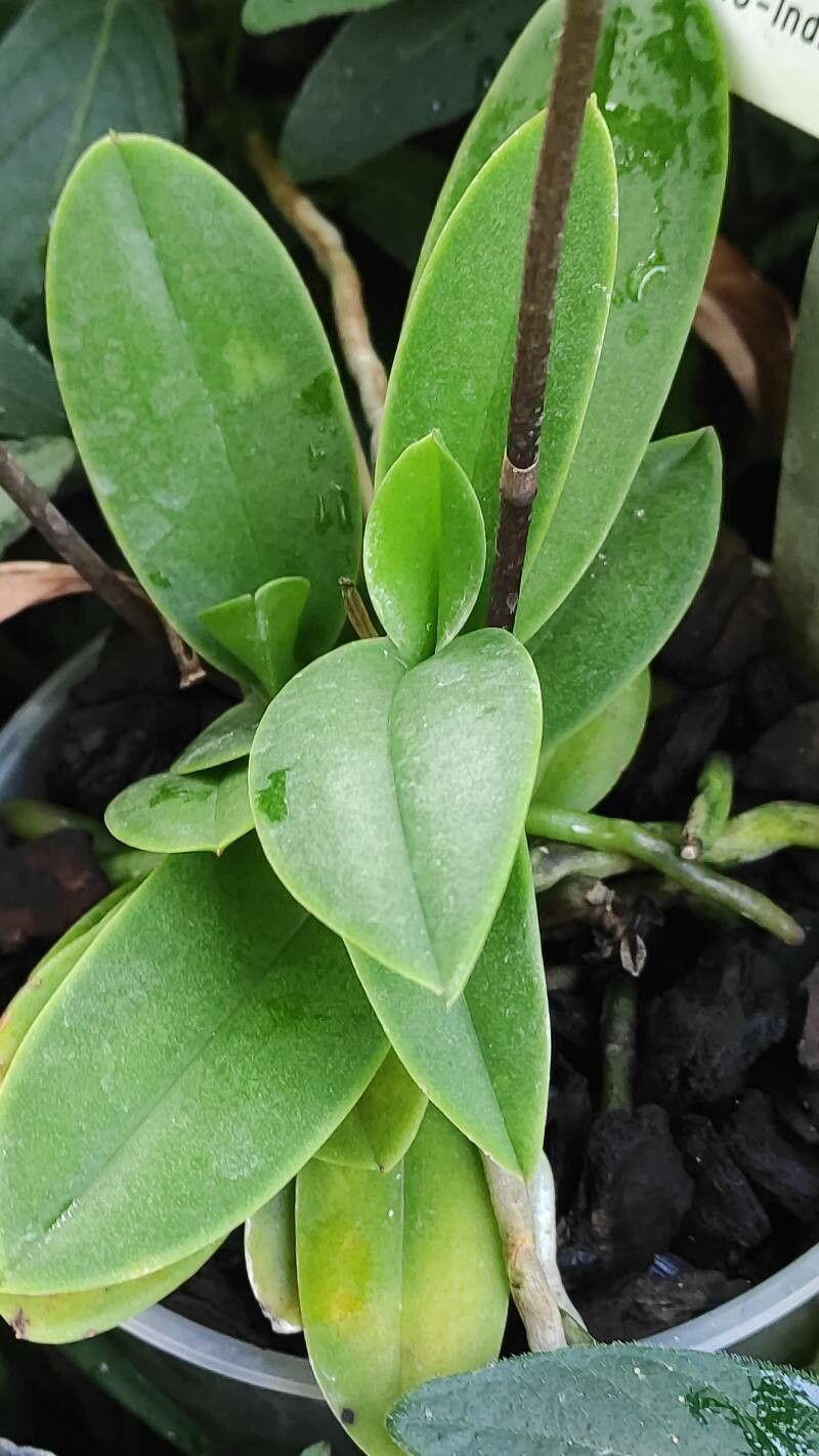 Phalaenopsis pulcherrima leaf