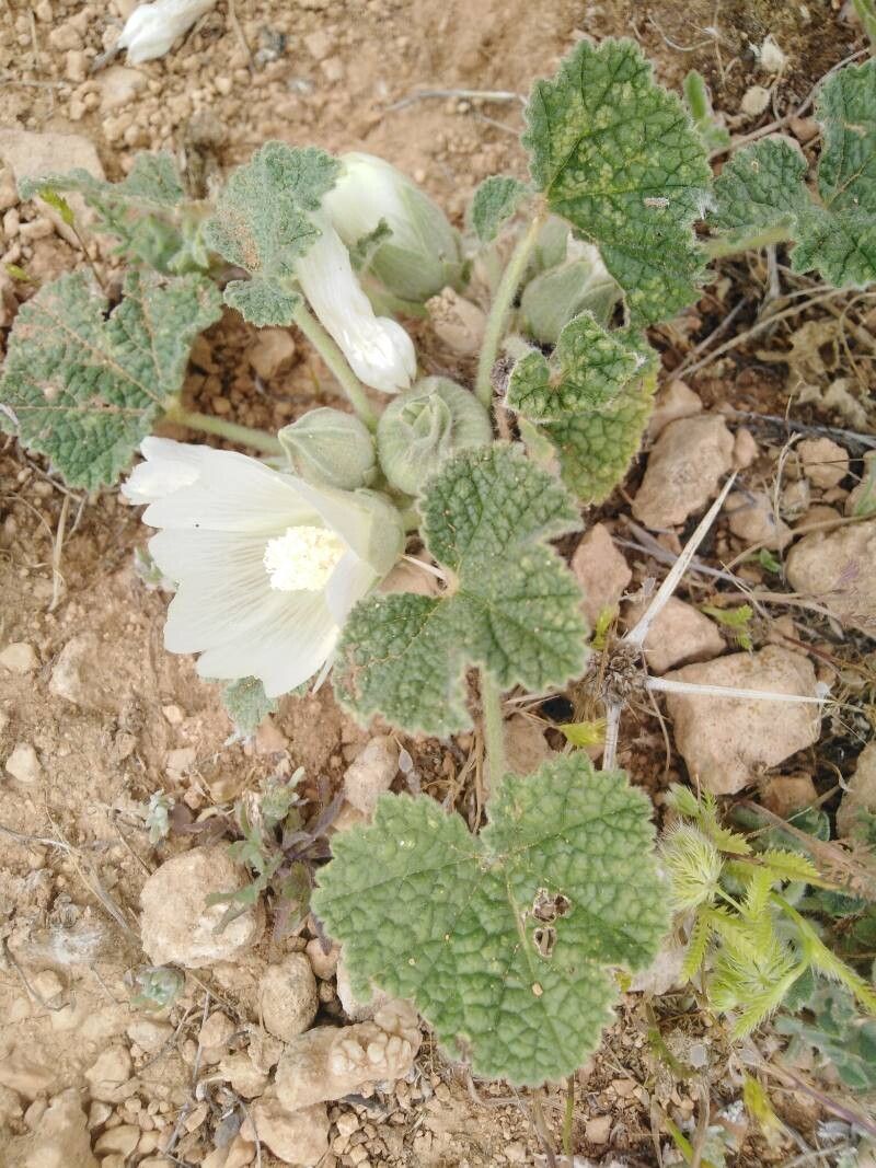 Alcea acaulis flower