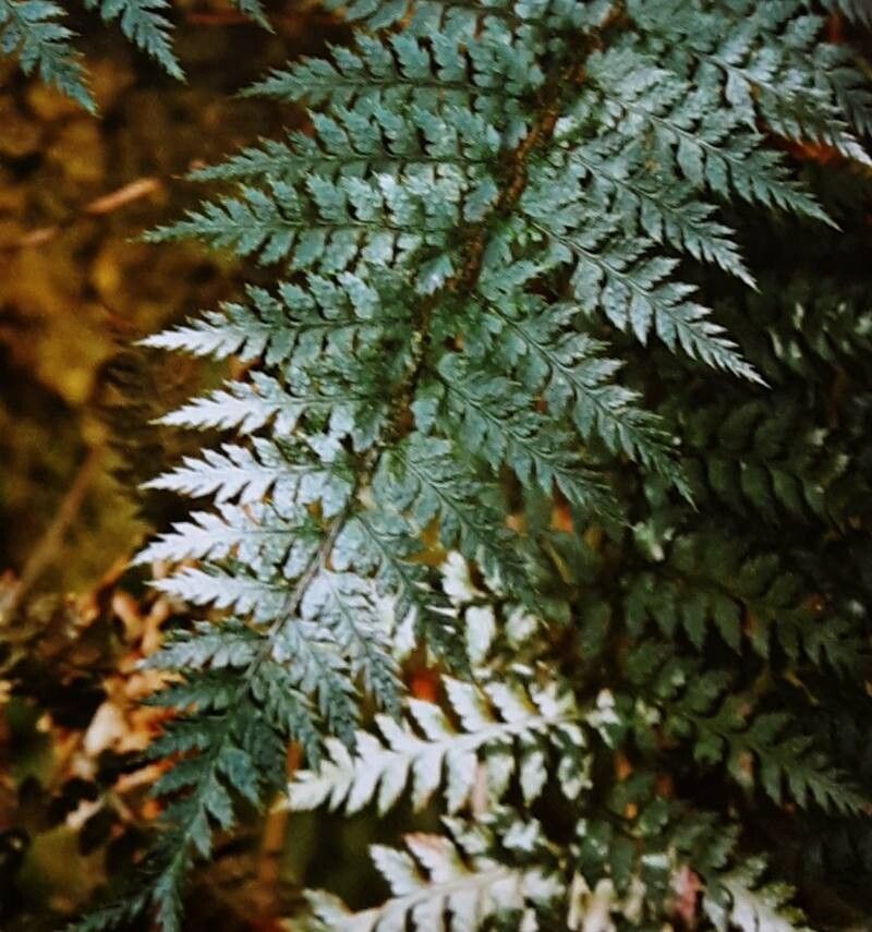 Polystichum neozelandicum — search result for 'Polystichum'