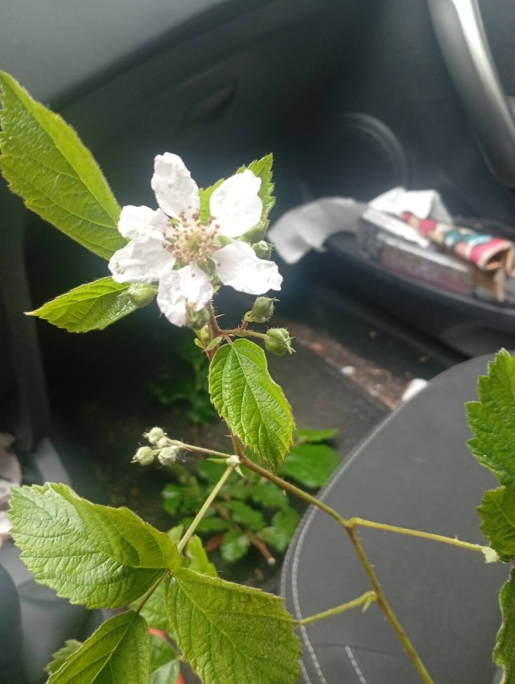 Rubus griesiae flower