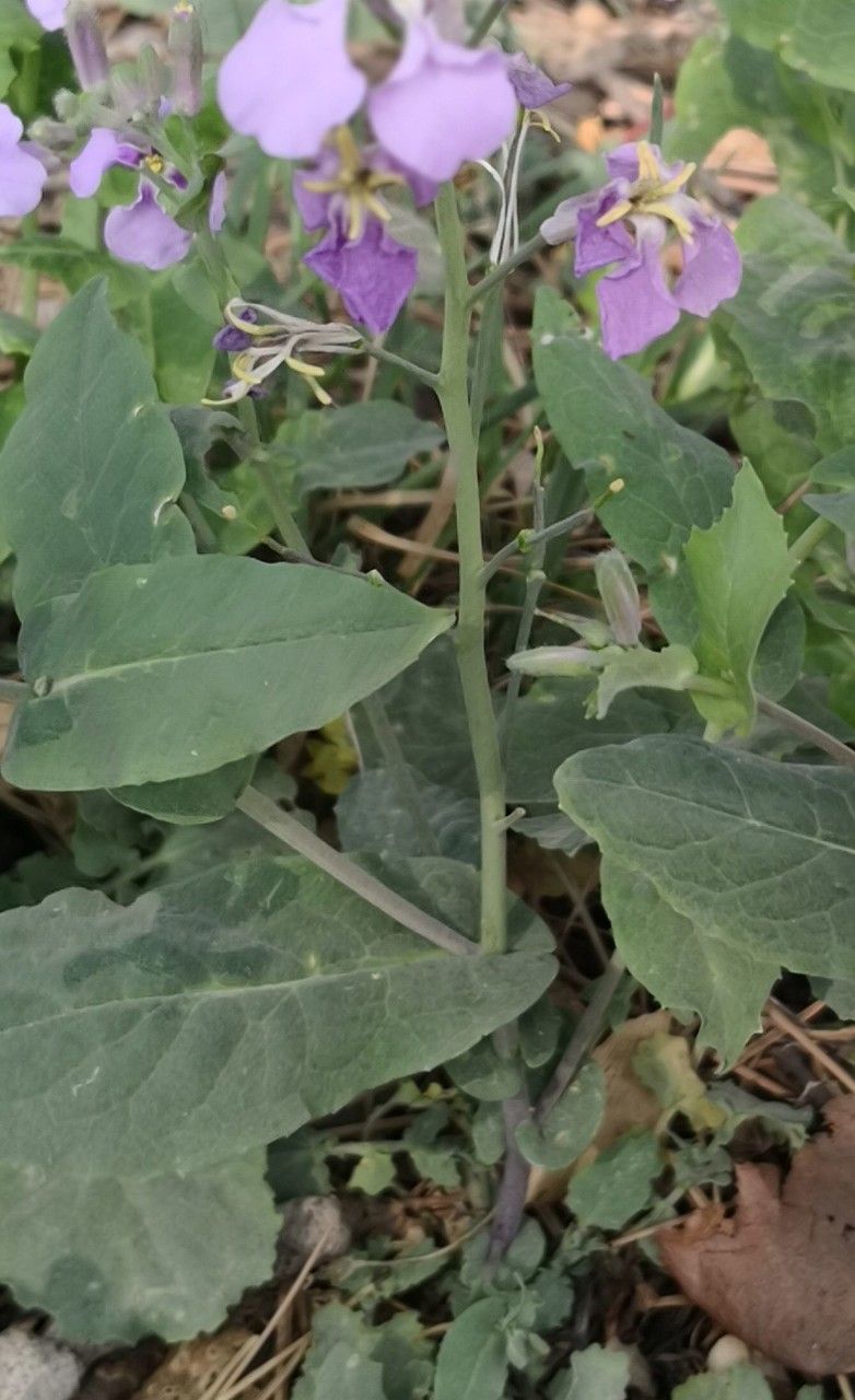 Orychophragmus violaceus