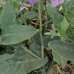 Orychophragmus violaceus