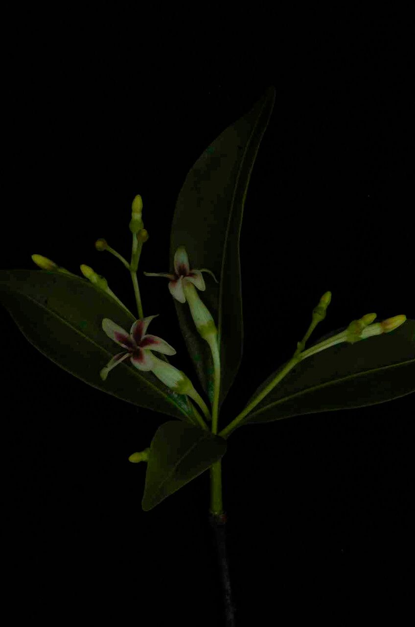 Rauvolfia capixabae — related species from the same genus