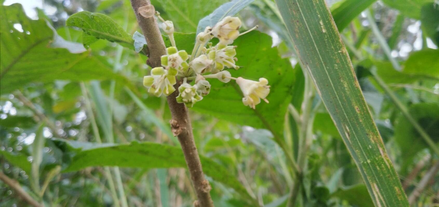 Acnistus arborescens flower
