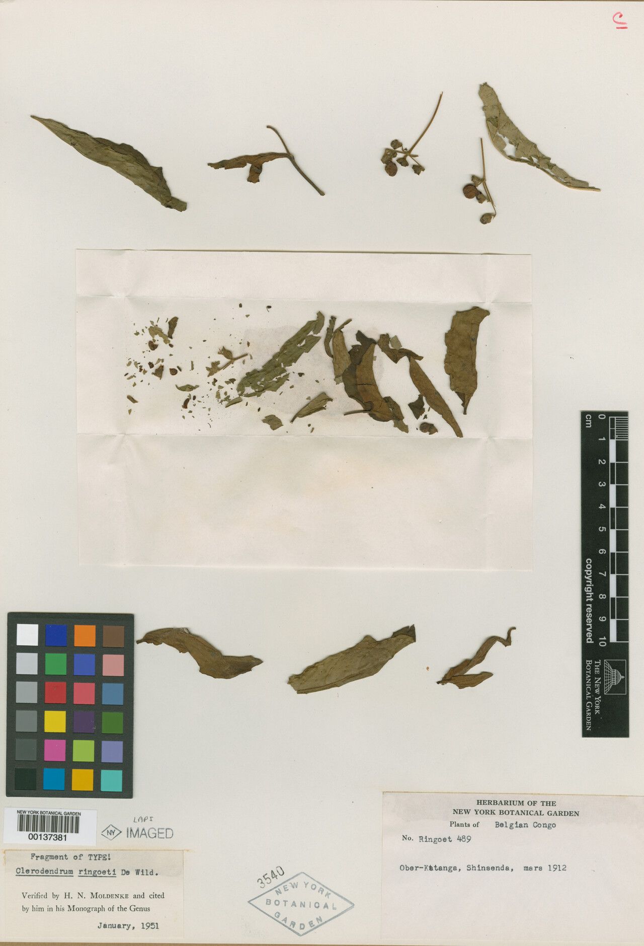 Clerodendrum ringoetii — houseplant care guide