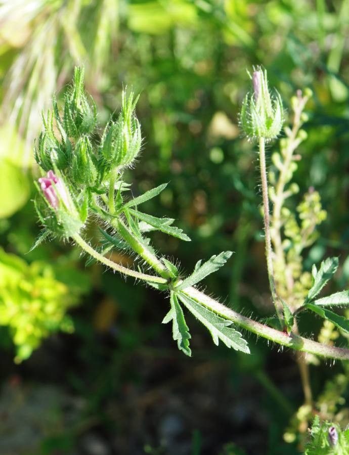 Althaea hirsuta flower