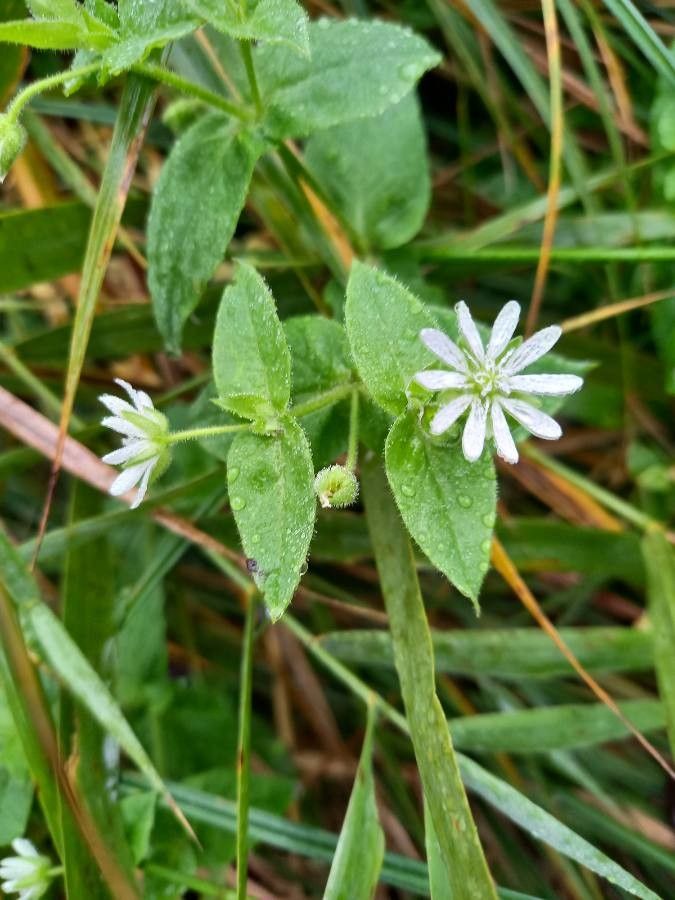 Myosoton aquaticum flower
