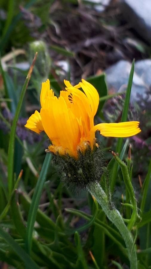 Crepis jacquinii flower