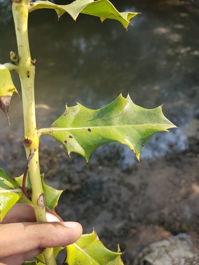 Acanthus ilicifolius — search result for 'Acanthus'