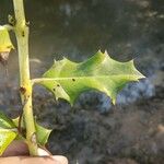 Acanthus ilicifolius