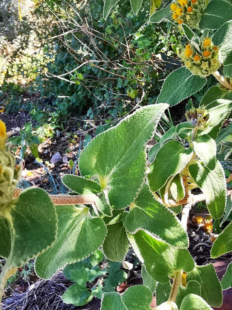 Phlomis cypria — search result for 'Phlomis'