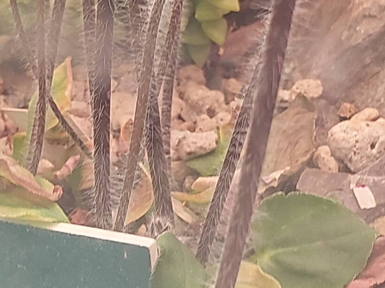 Pelargonium moniliforme bark