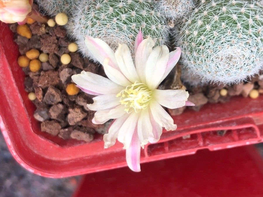 Rebutia heliosa flower