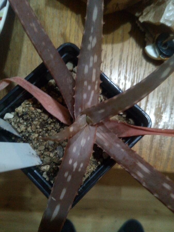 Aloe congdonii — houseplant care guide