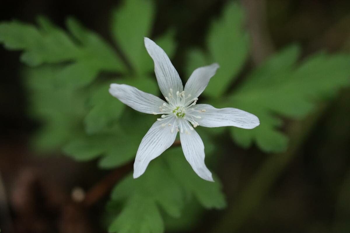 Anemonoides nikoensis flower