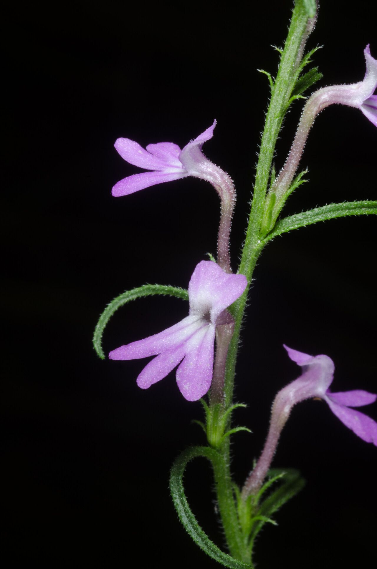 Striga brachycalyx — houseplant care guide