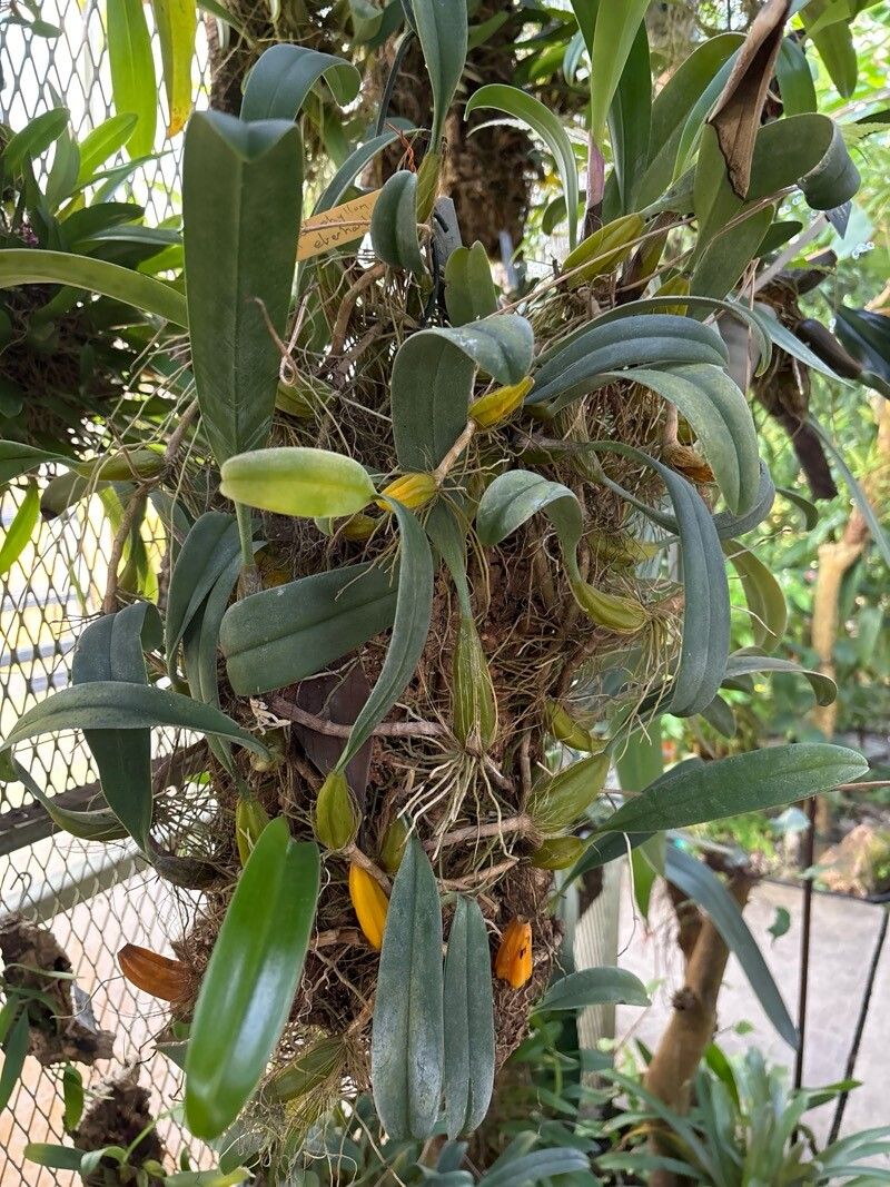 Bulbophyllum evrardii — houseplant care guide