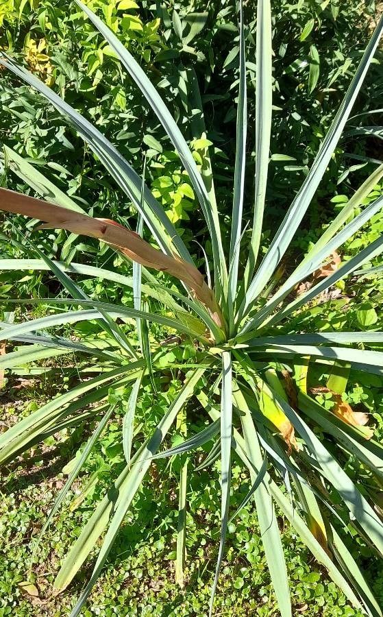 Beschorneria yuccoides leaf