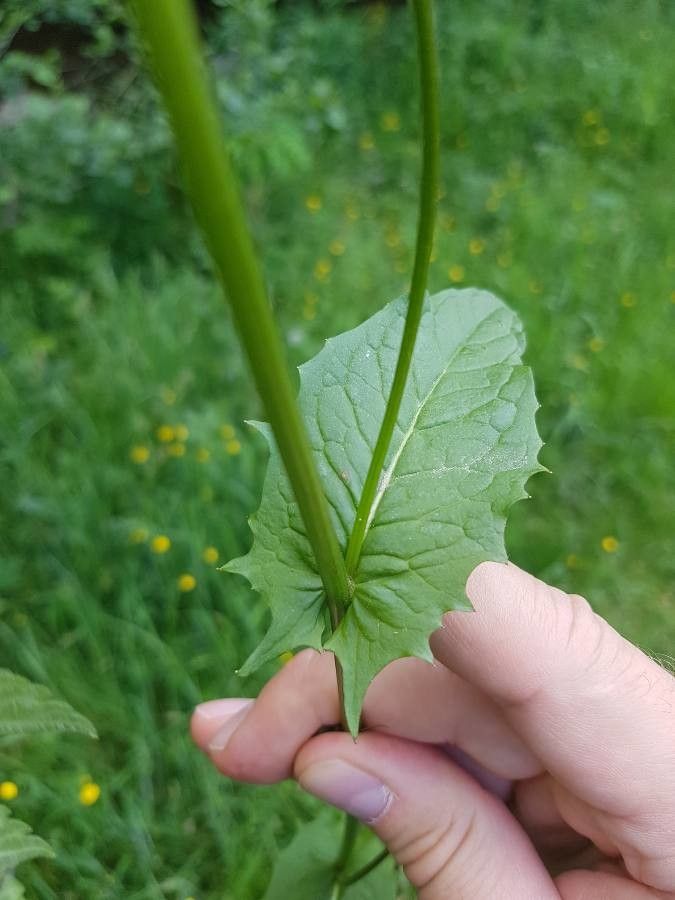 Crepis paludosa — search result for 'Iceland'