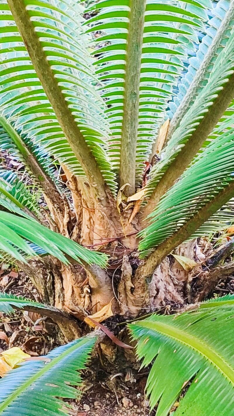 Dioon pectinatum bark