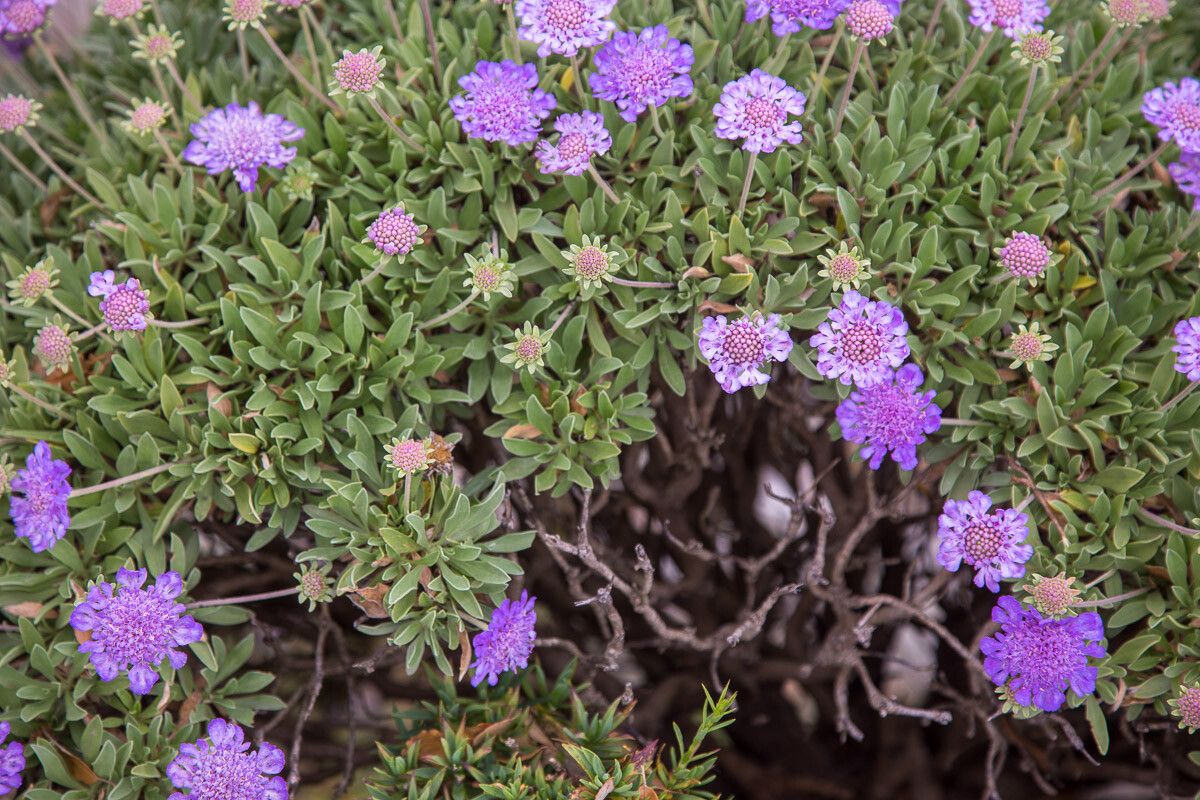 Lomelosia cretica — search result for 'Lomelosia'