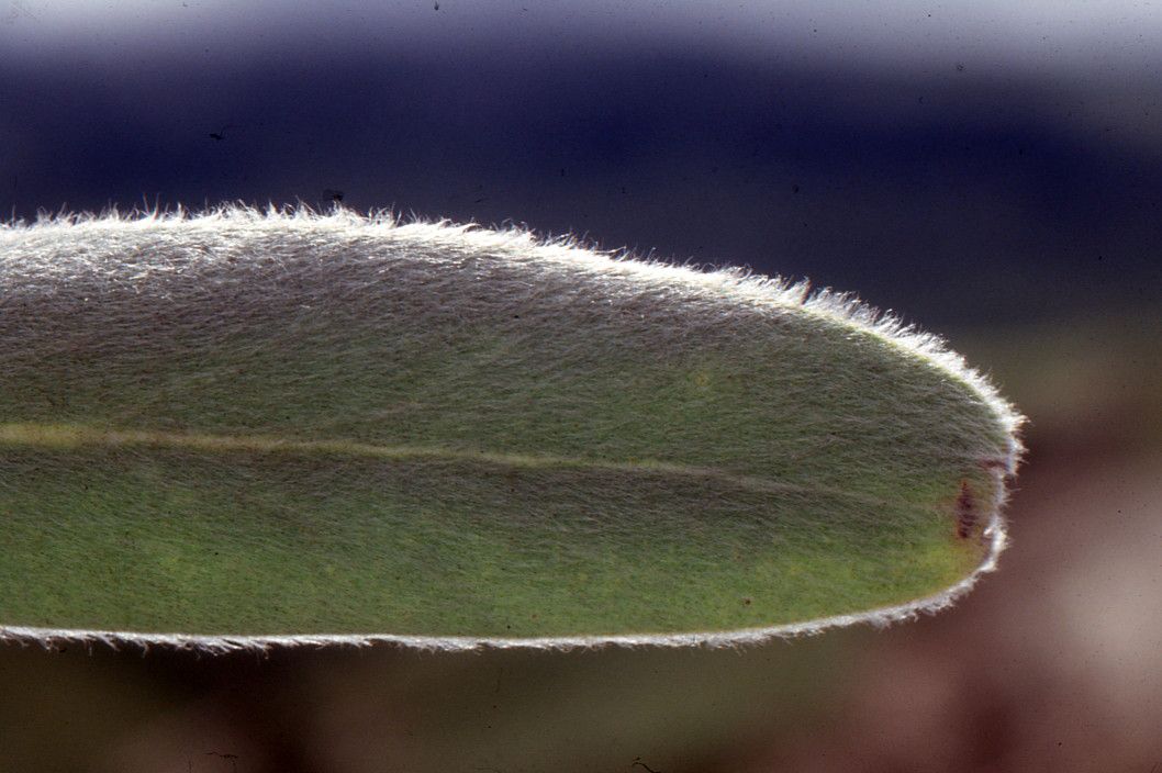 Protea roupelliae — search result for 'Protea'