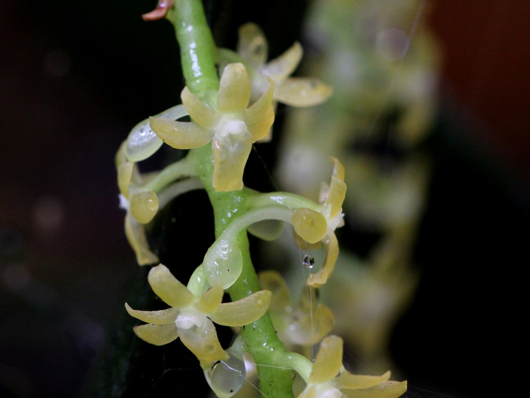 Diaphananthe thomensis flower