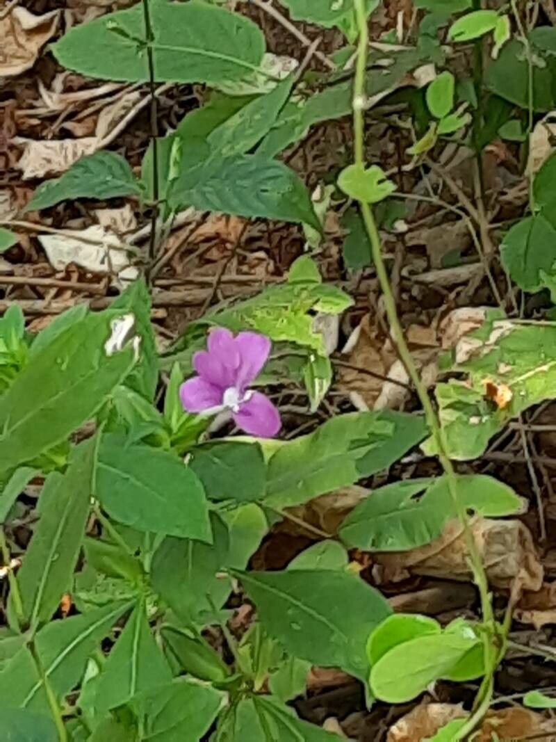 Barleria prattensis — houseplant care guide
