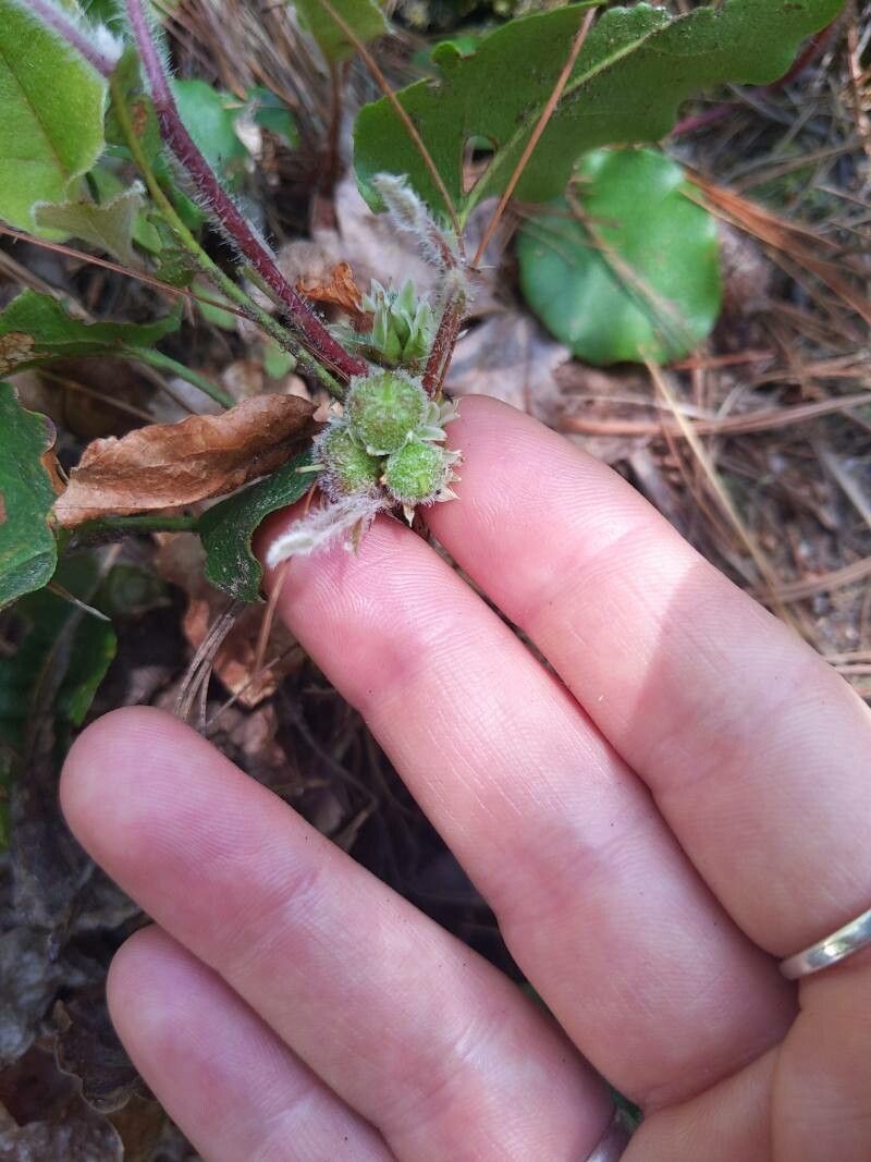 Epigaea repens fruit