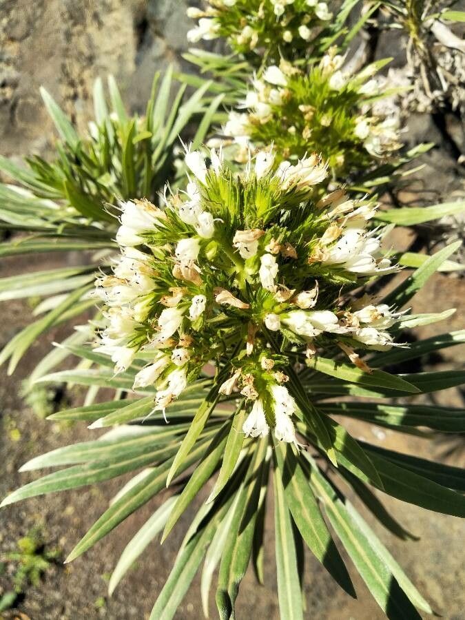 Echium leucophaeum flower