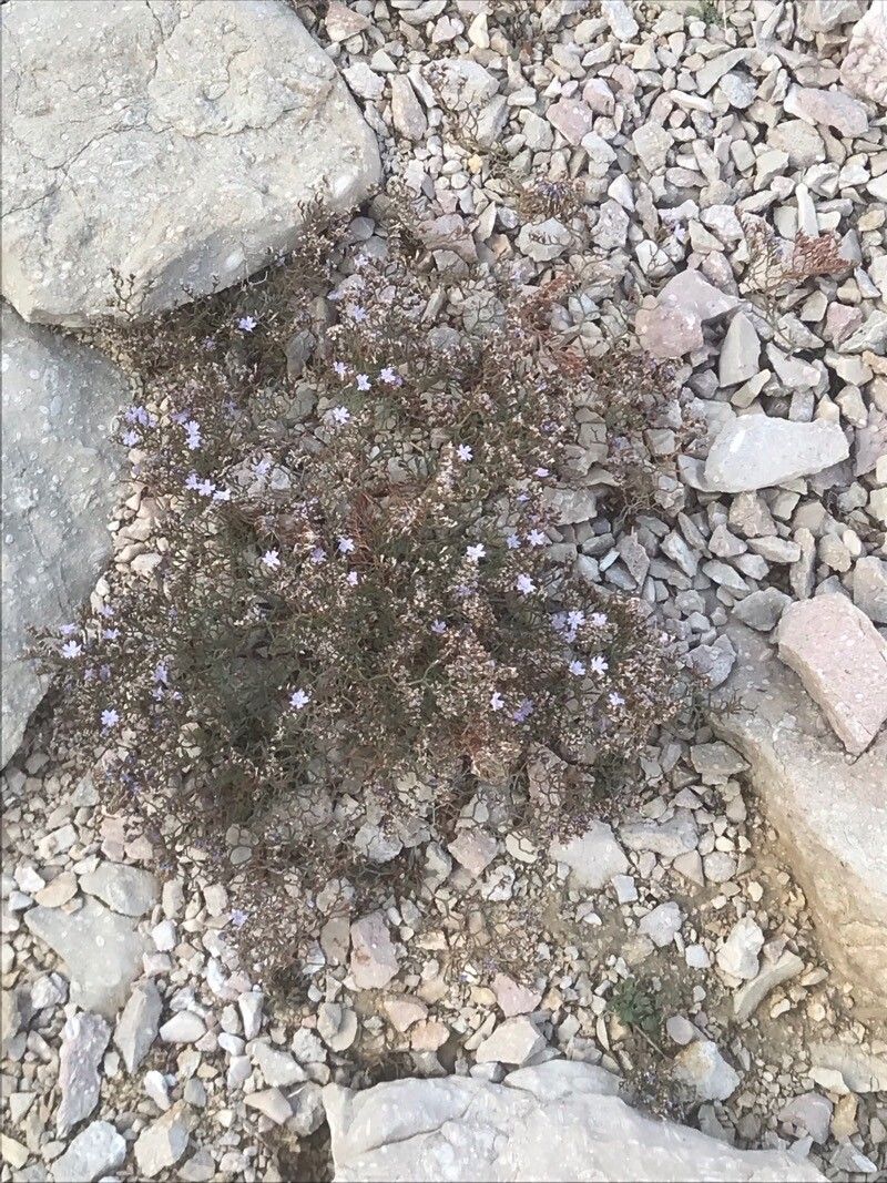 Limonium cancellatum leaf