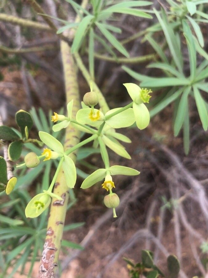 Euphorbia regis-jubae flower