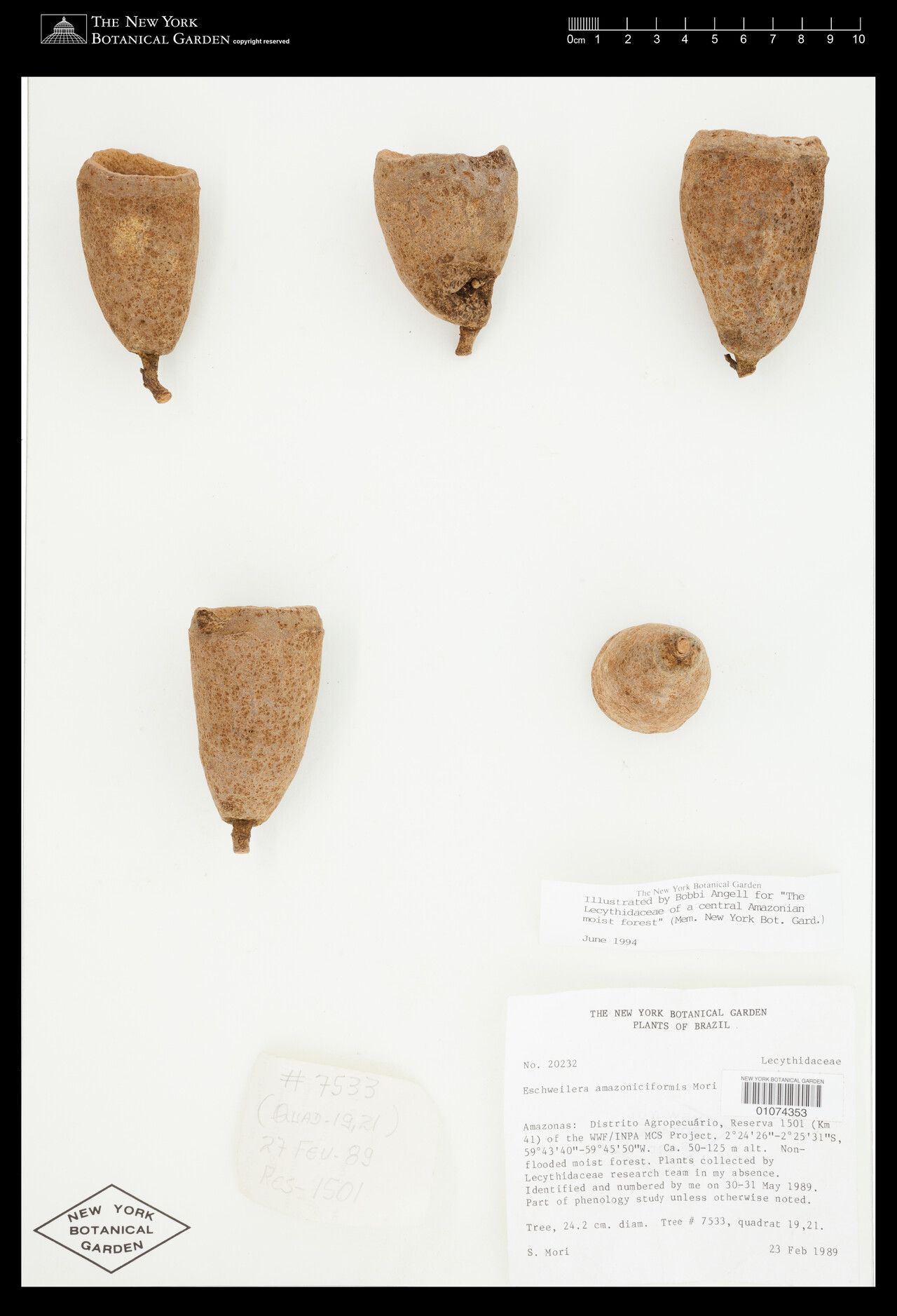 Eschweilera amazoniciformis habit