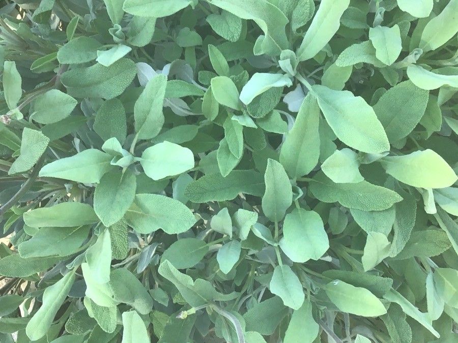 Salvia blancoana — search result for 'northwest Africa'