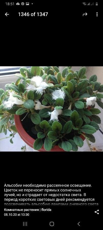 Episcia dianthiflora leaf