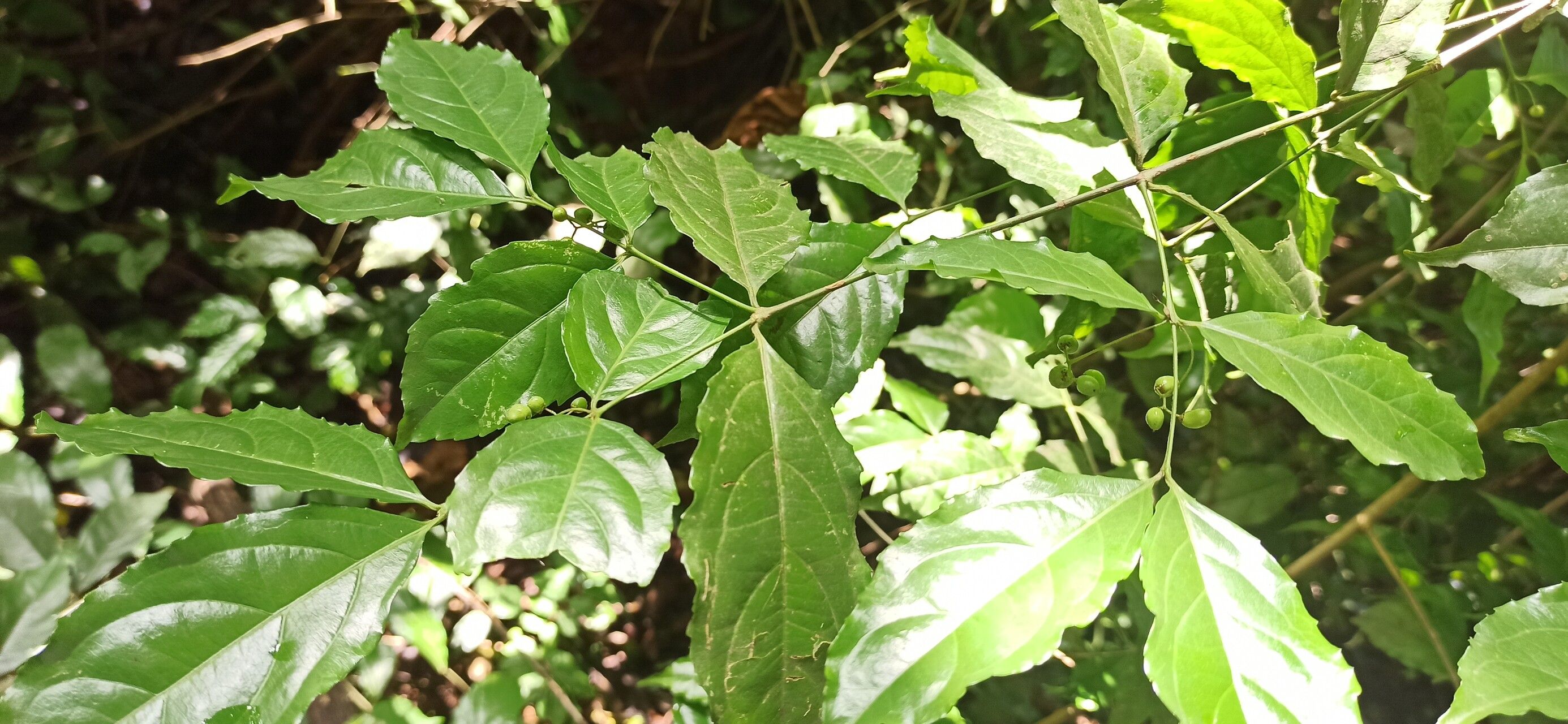 Crossopetalum serrulatum other