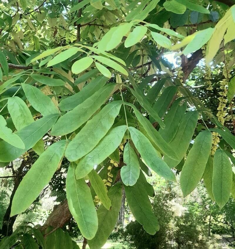 Pterocarya pterocarpa — search result for 'Armenia'