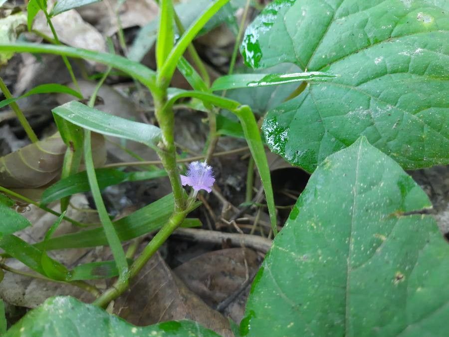 Cyanotis axillaris flower