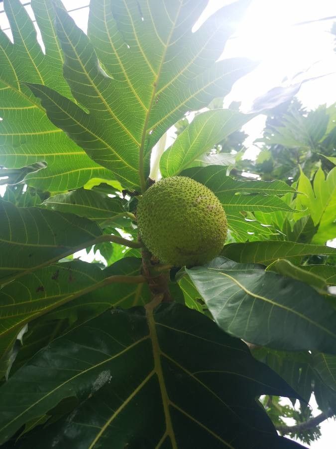 Artocarpus altilis fruit