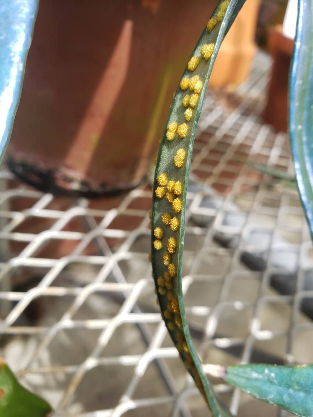 Microsorum steerei fruit