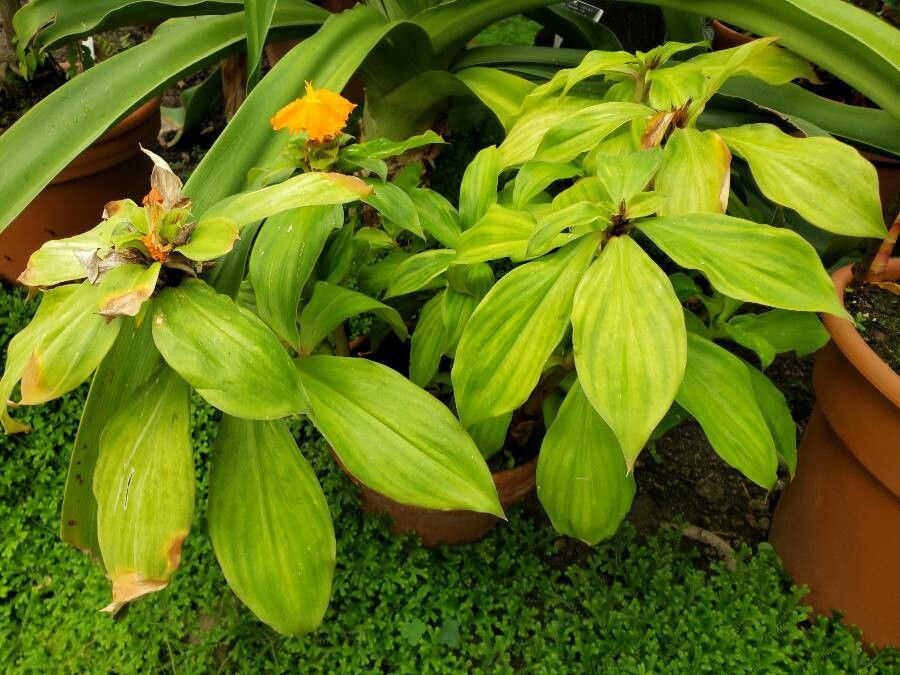Chamaecostus cuspidatus habit