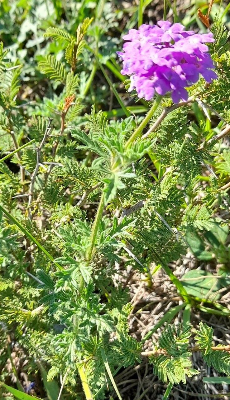 Verbena santiaguensis habit