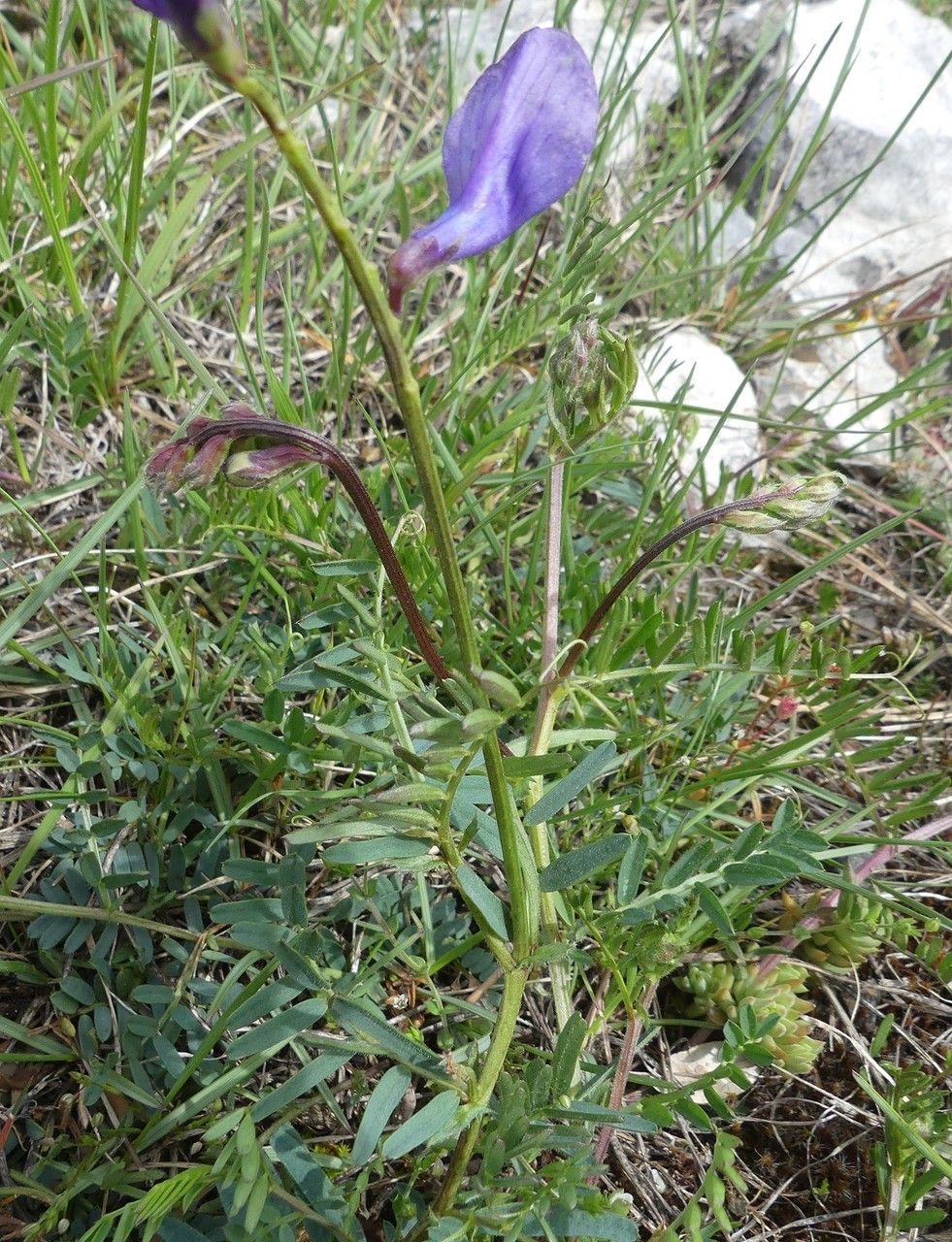 Vicia Onobrychioides bark