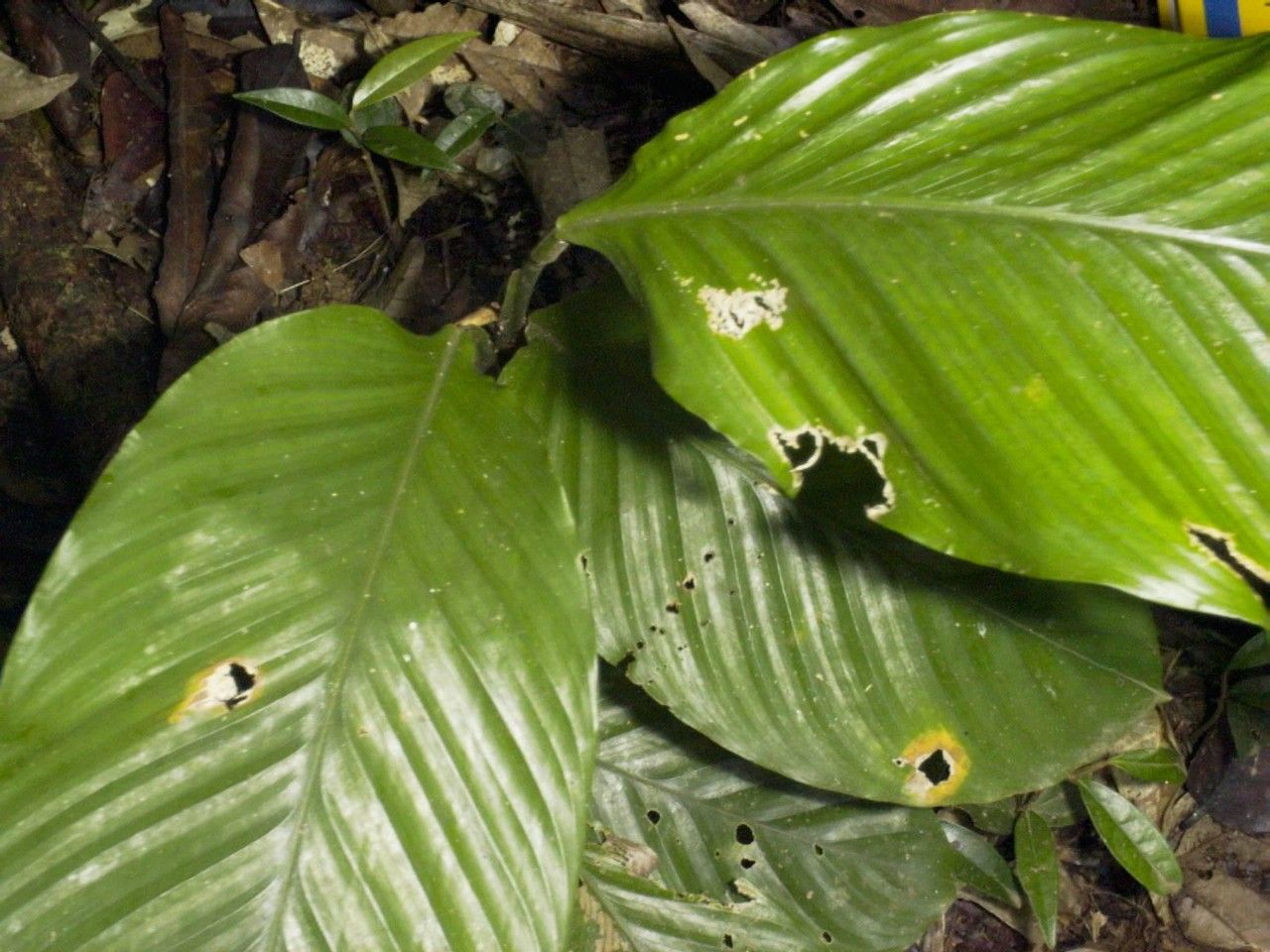 Goeppertia cleistantha leaf