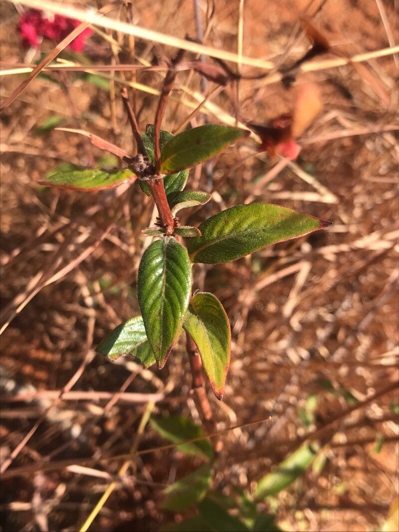 Paracarphalea kirondron — houseplant care guide