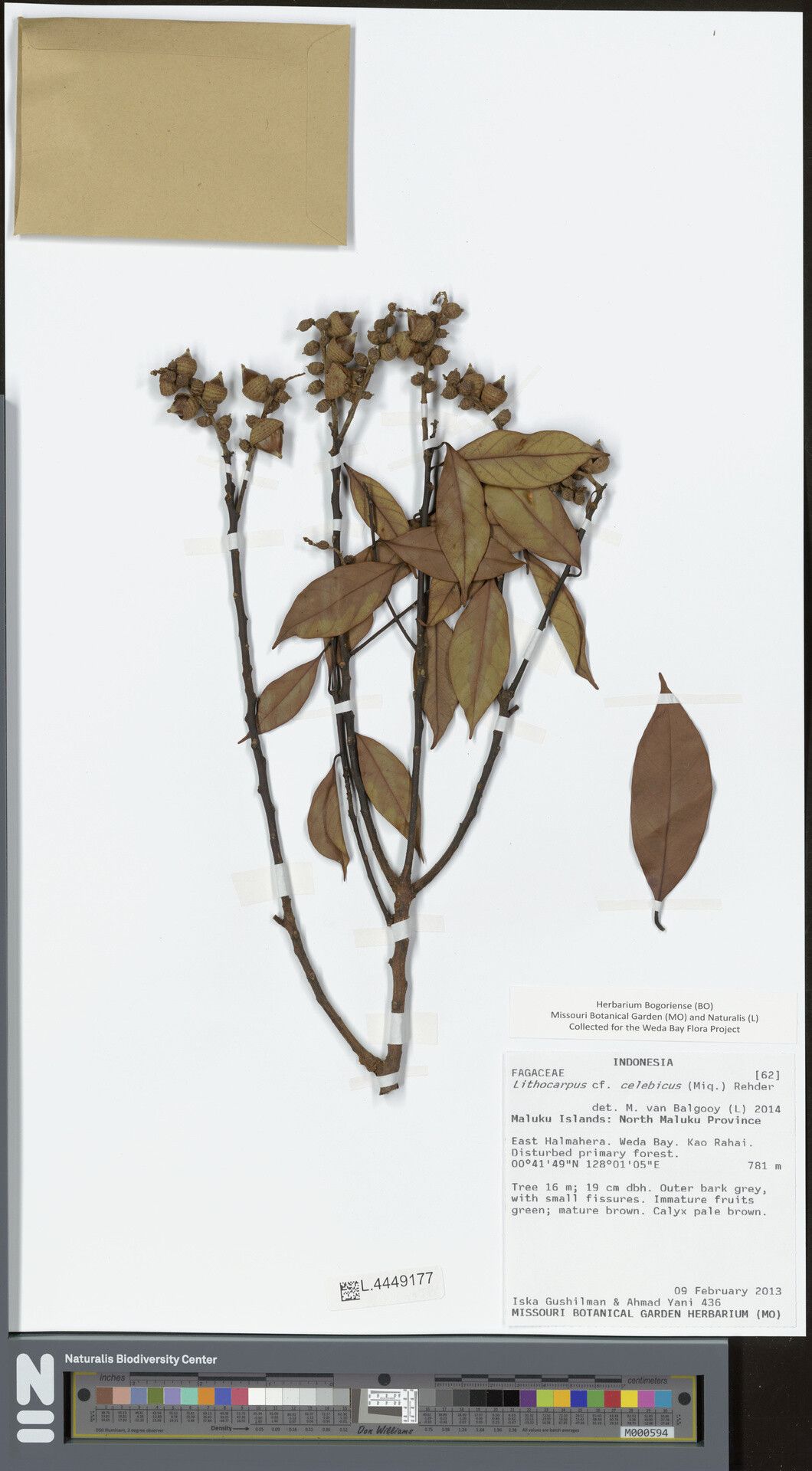 Lithocarpus celebicus — search result for 'Lithocarpus'