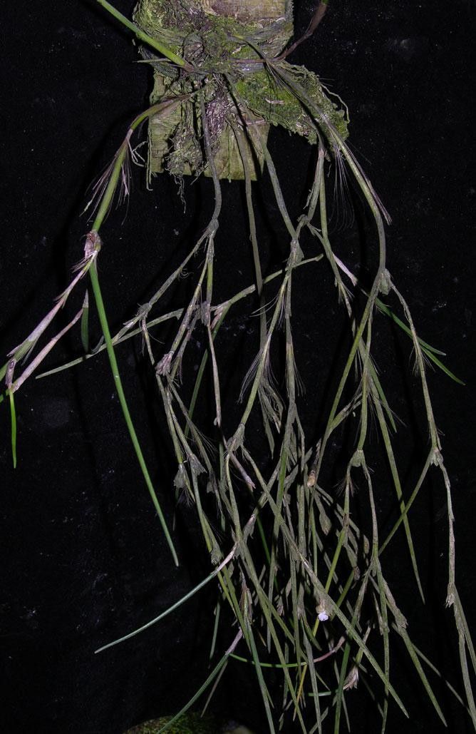 Scaphyglottis subulata other