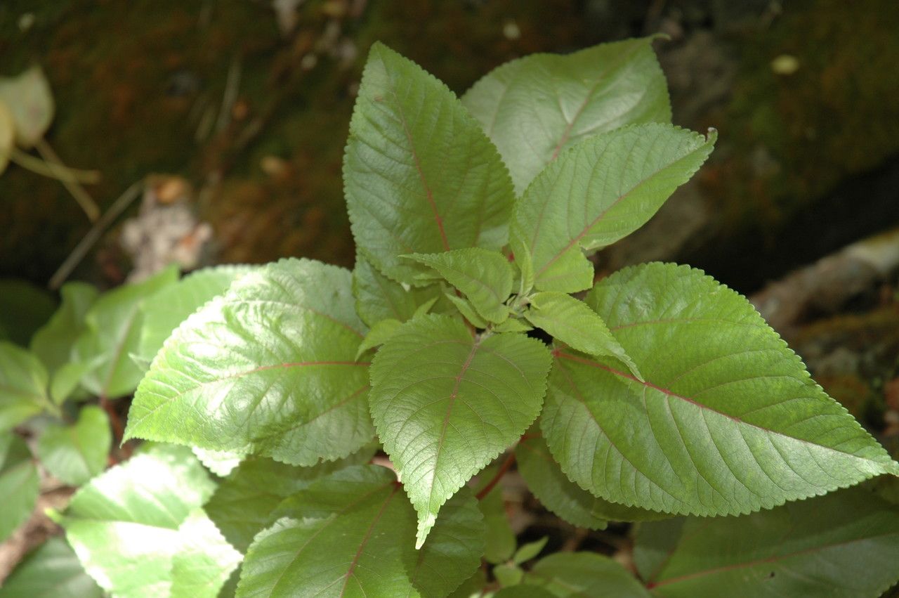 Pipturus albidus — related species from the same genus