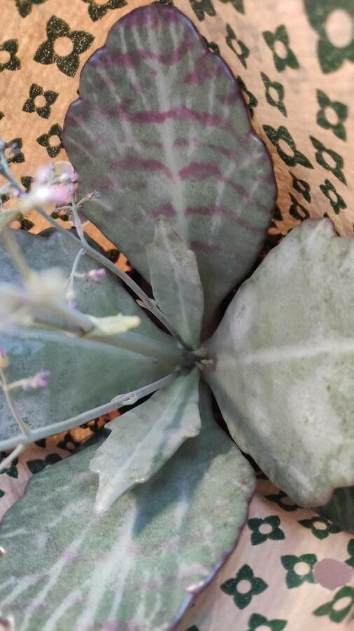 Kalanchoe marmorata leaf