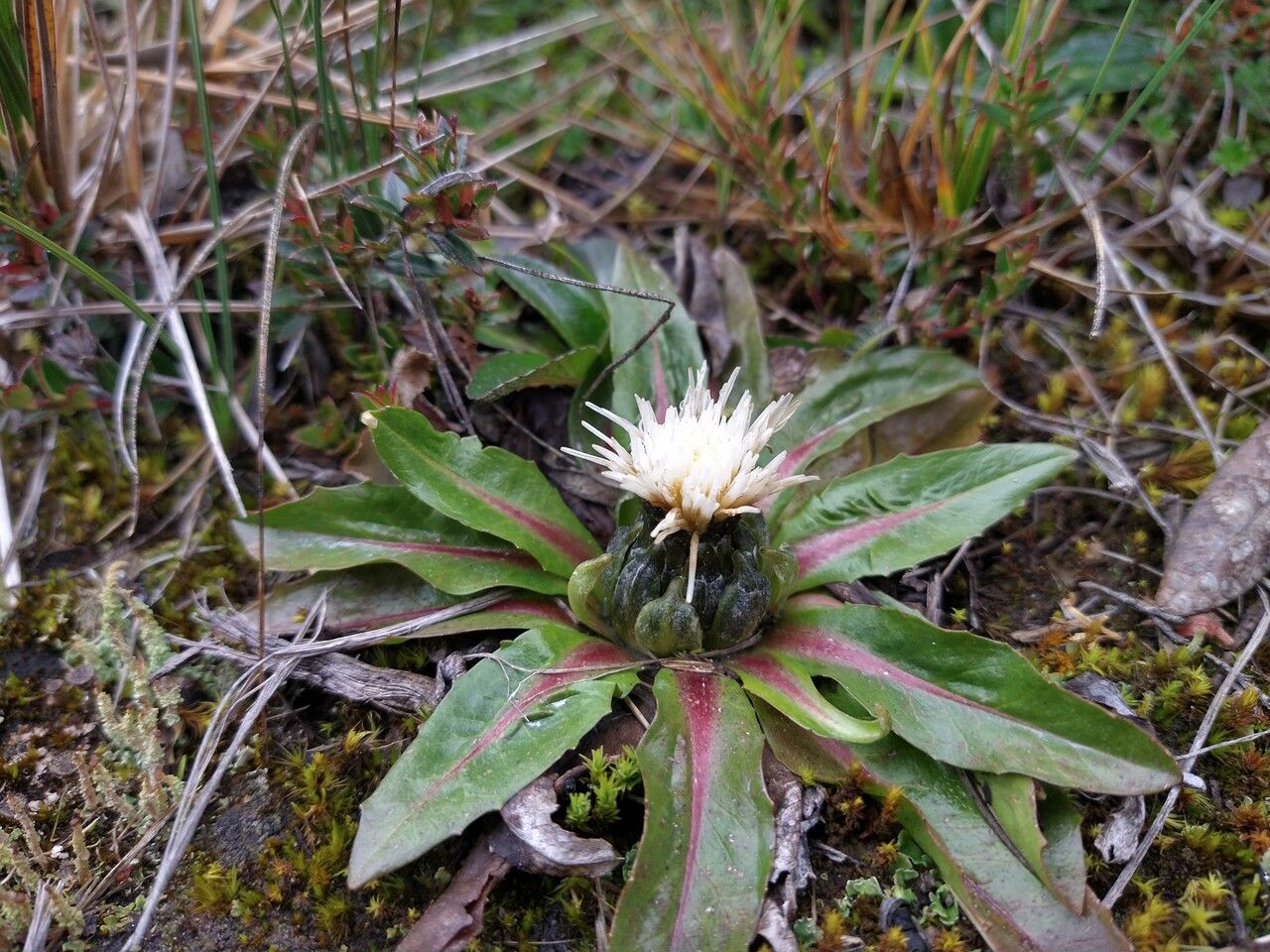 Hypochaeris sessiliflora flower
